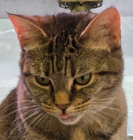 Enlarge MISSY, a Adoptable mixed breed in Muskegon, MI image 2/6