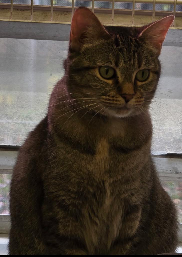 Enlarge MISSY, a Adoptable mixed breed in Muskegon, MI image 3/6