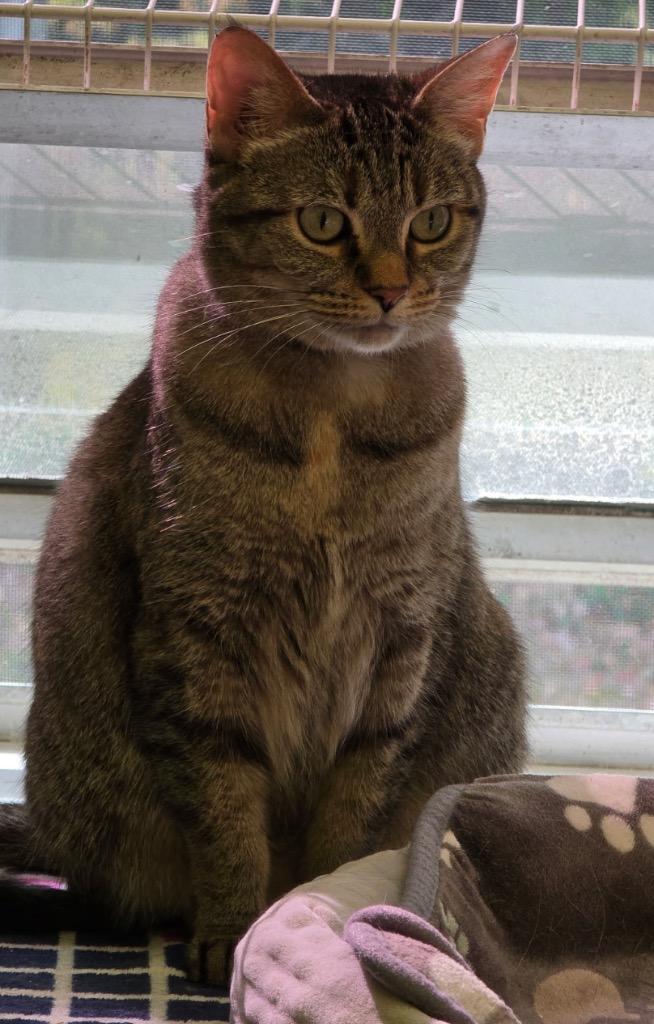 Enlarge MISSY, a Adoptable mixed breed in Muskegon, MI image 5/6