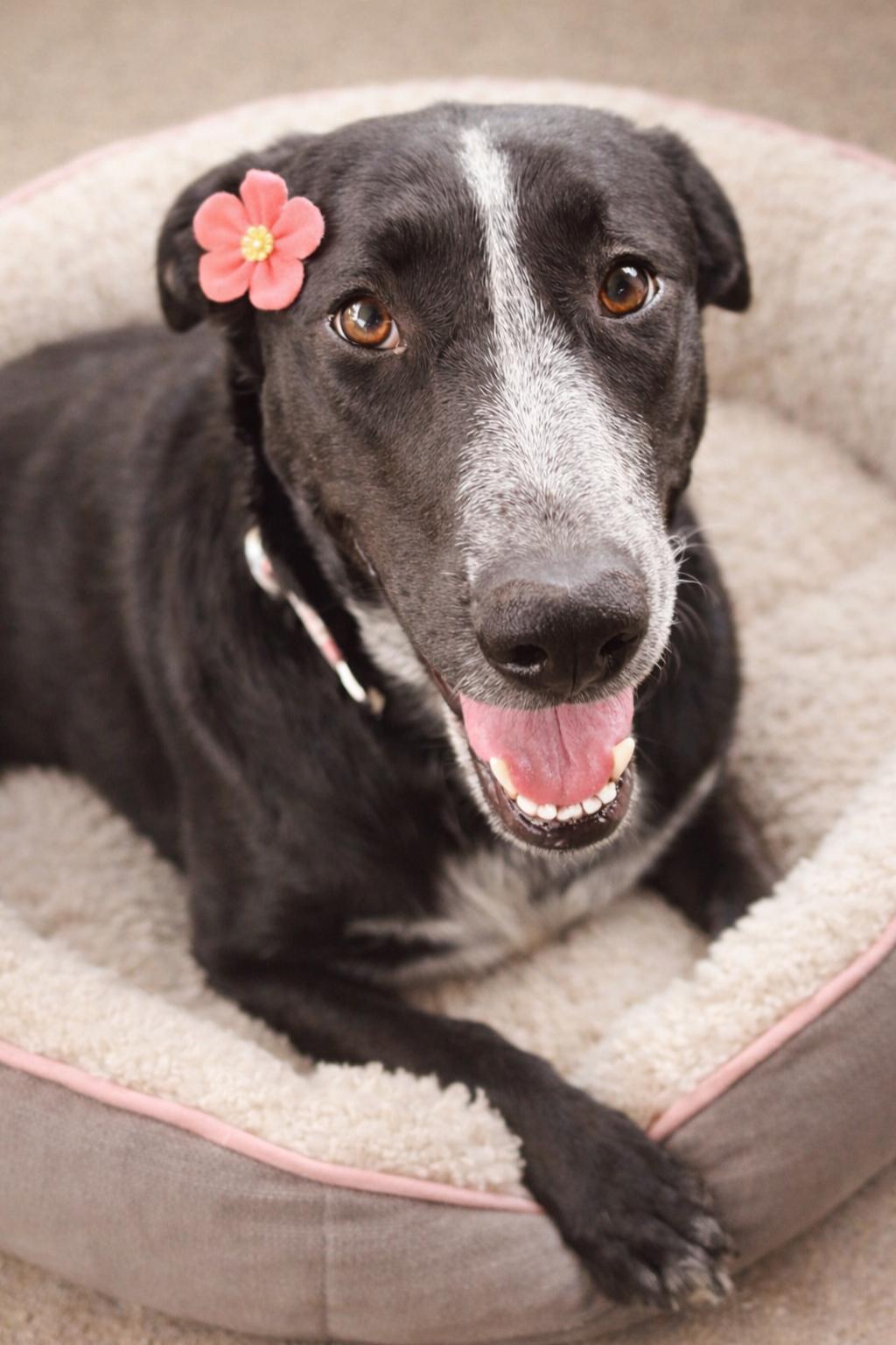 Norma, ADOPTABLE, Young Female English Pointer & Australian Cattle Dog / Blue Heeler.