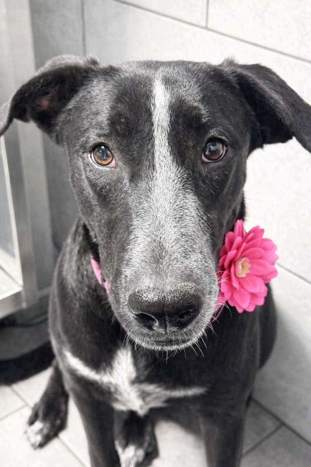 Enlarge Norma, a ADOPTABLE mixed breed in Boston, MA image 2/5