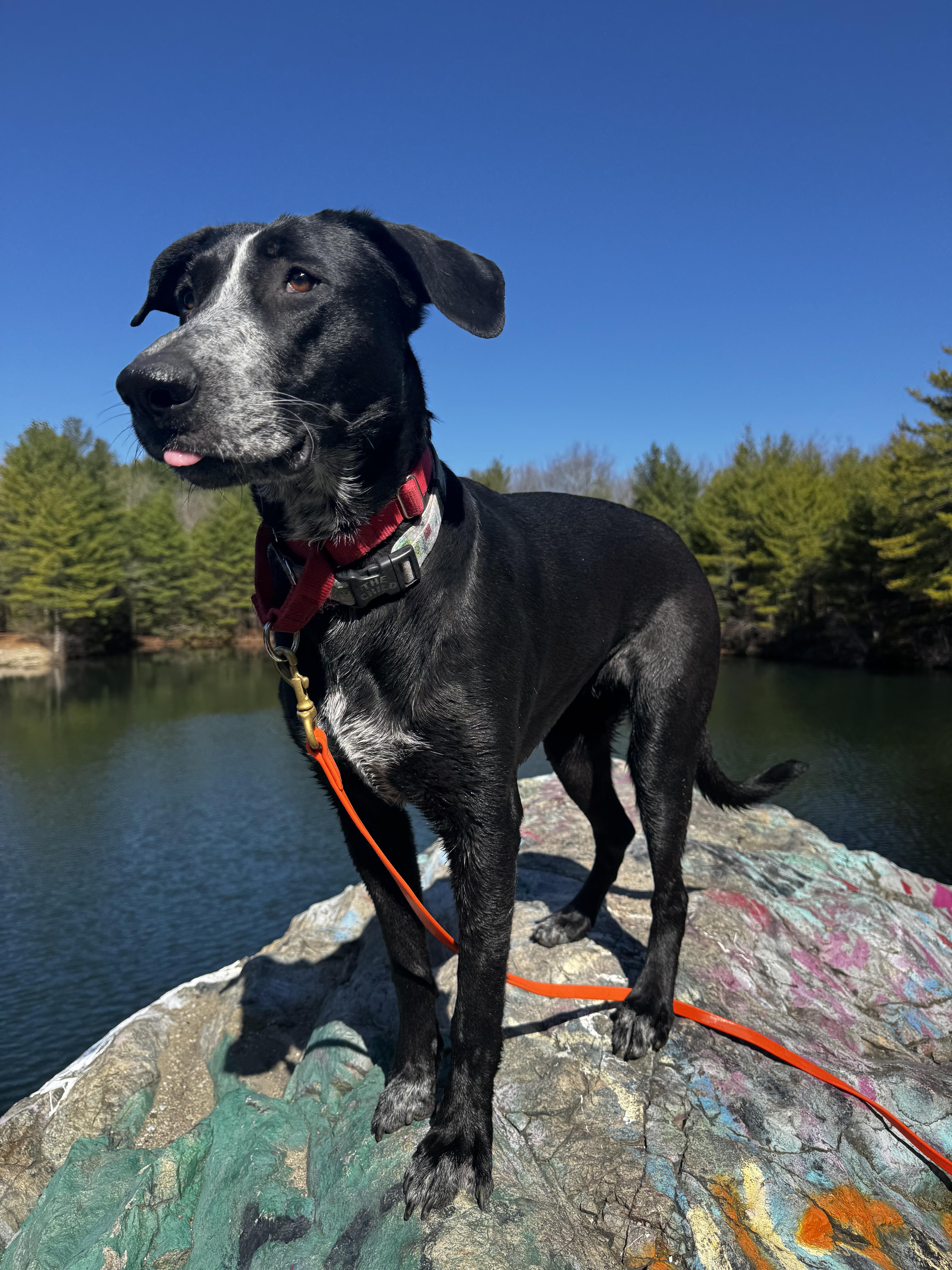 Enlarge Norma, a ADOPTABLE mixed breed in Boston, MA image 3/6