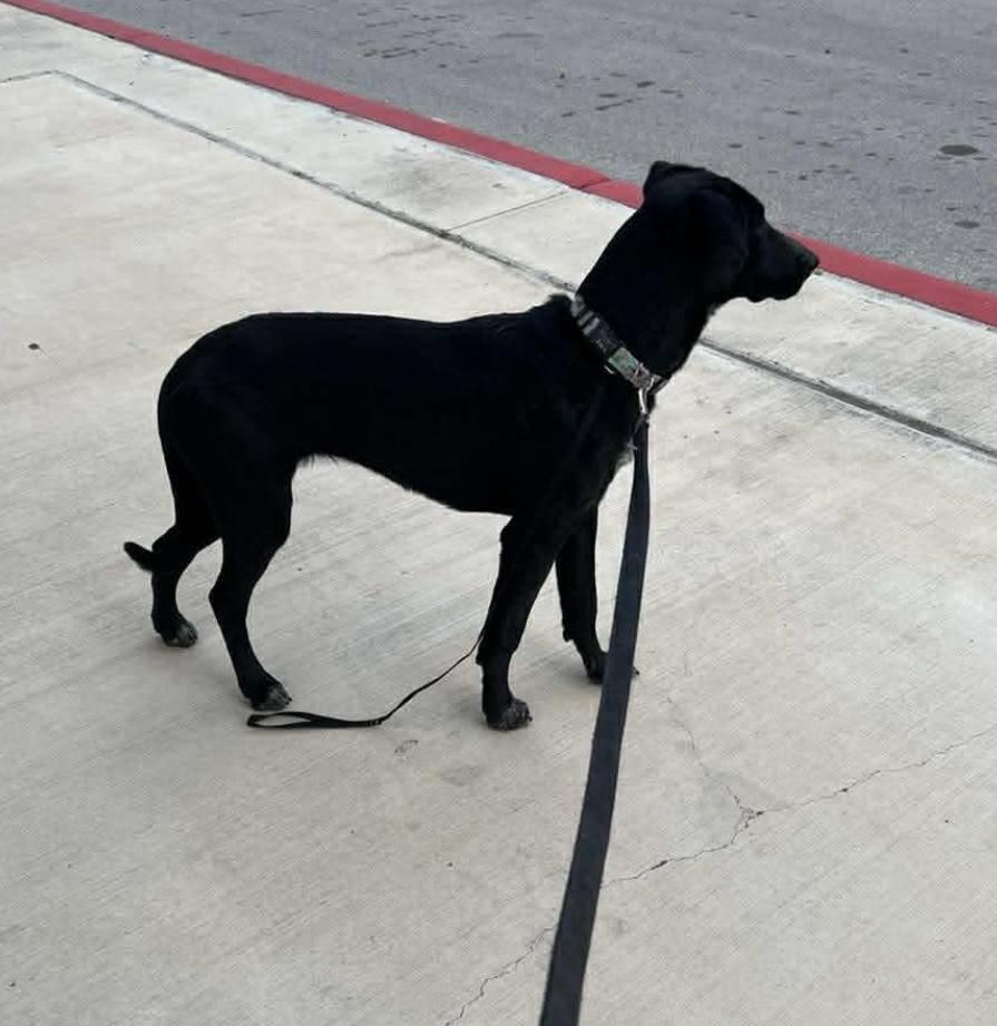 Norma, a ADOPTABLE mixed breed in Boston, MA image 2/3