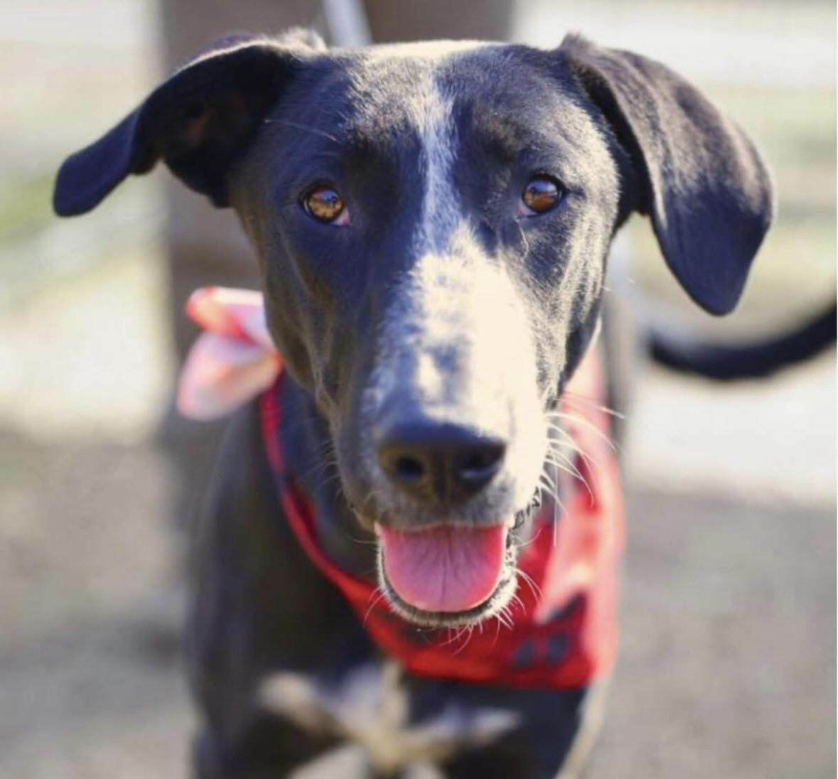 Norma, ADOPTABLE, Young Female Black Labrador Retriever.
