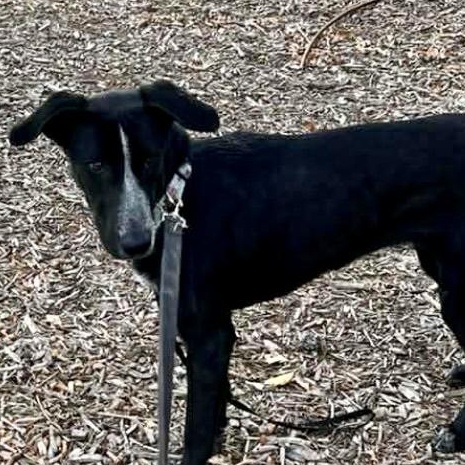 Enlarge Norma, a ADOPTABLE mixed breed in Boston, MA image 3/5