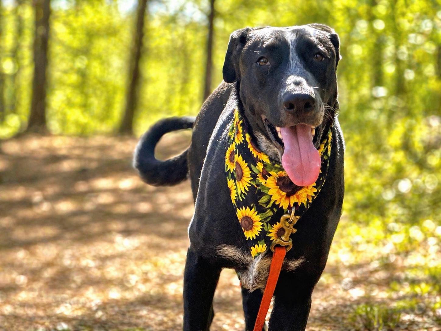 Enlarge Norma, a ADOPTABLE mixed breed in Boston, MA image 1/6