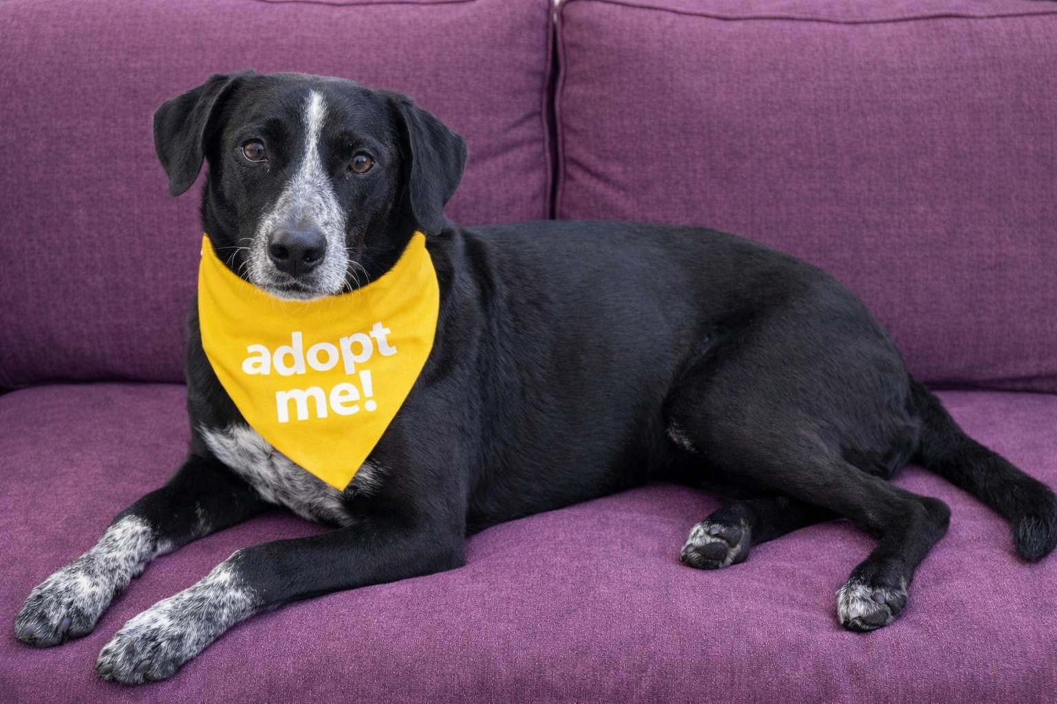 Enlarge Norma, a ADOPTABLE mixed breed in Boston, MA image 1/5