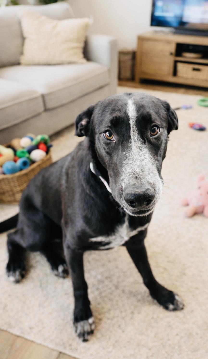 Enlarge Norma, a ADOPTABLE mixed breed in Boston, MA image 5/5