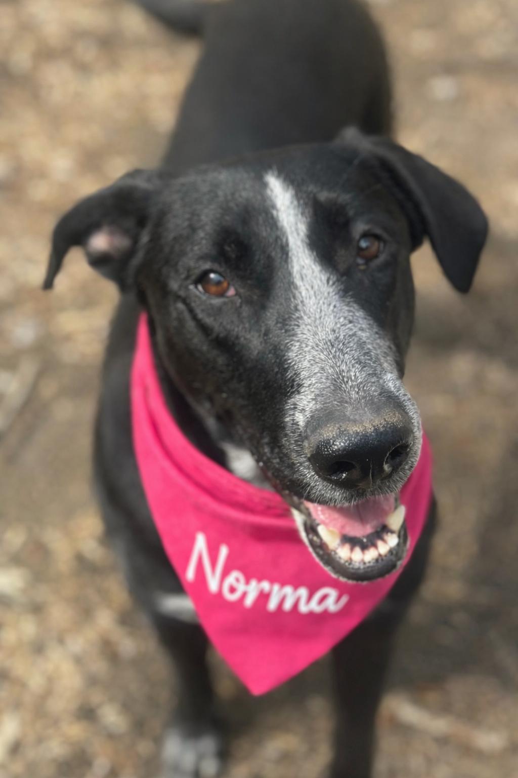 Enlarge Norma, a ADOPTABLE mixed breed in Boston, MA image 2/6