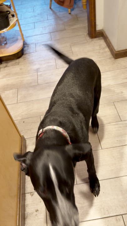 Enlarge Norma, a ADOPTABLE mixed breed in Boston, MA video 4/6