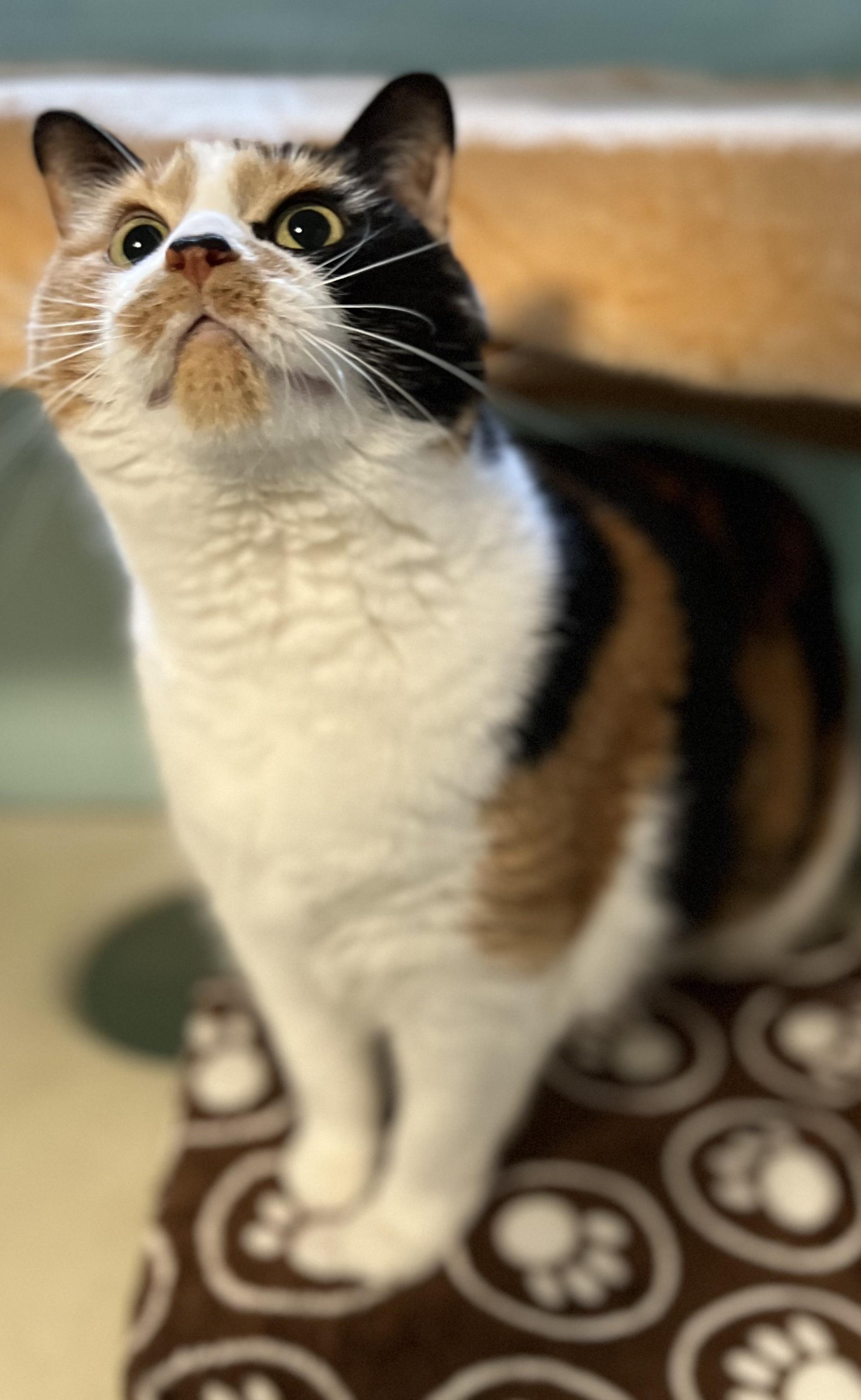 Ember, an adoptable Calico in Holland, MI image 2/4