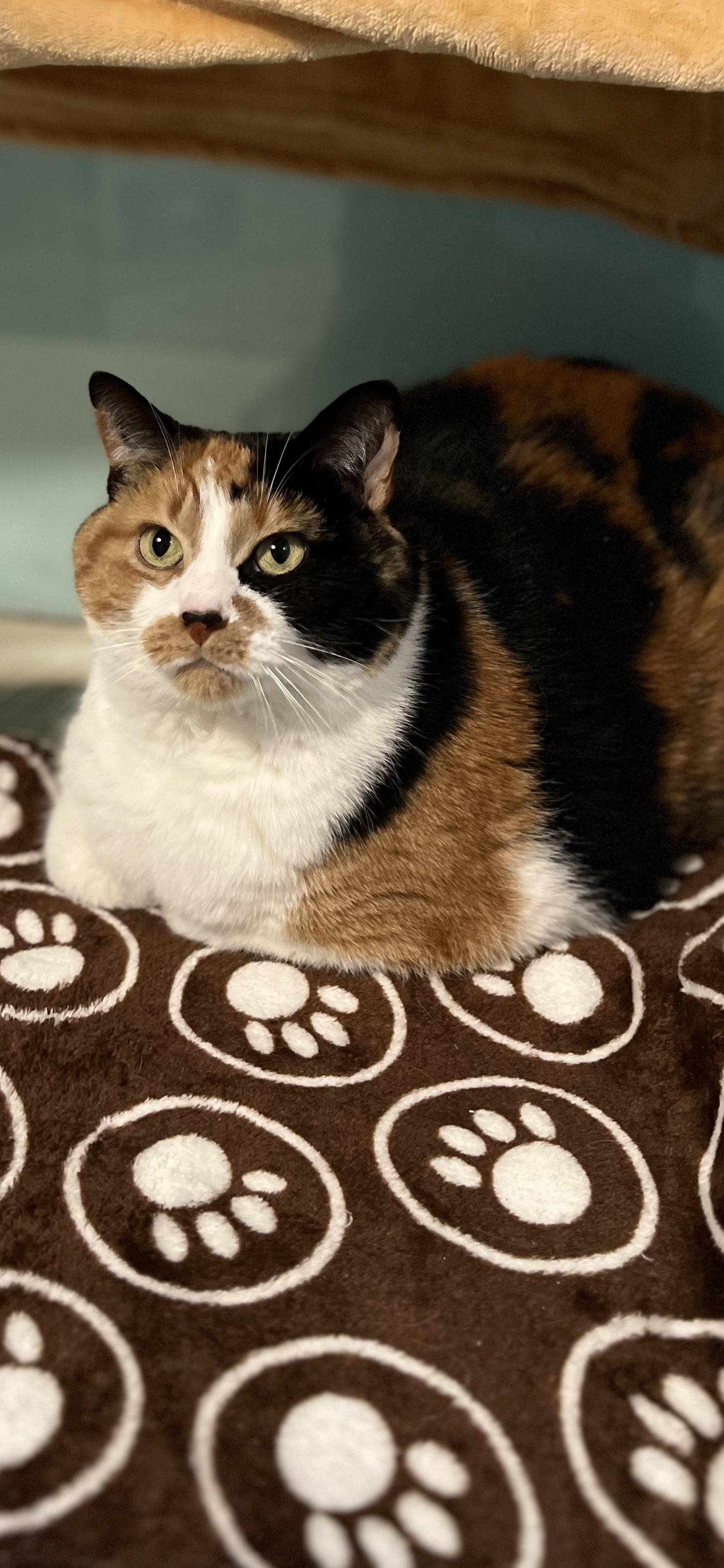 Ember, an adoptable Calico in Holland, MI image 1/4