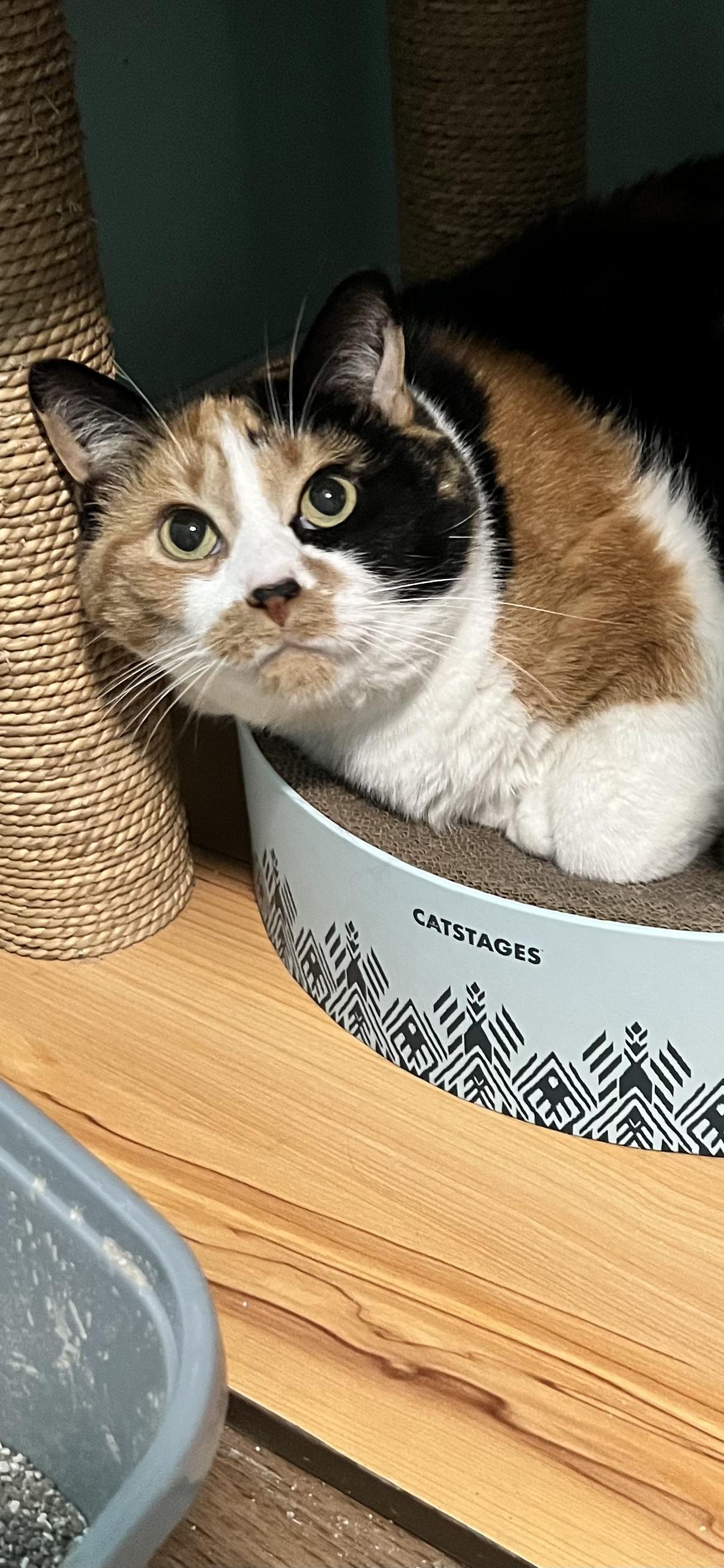 Enlarge Ember, a ADOPTABLE Calico in Holland, MI image 1/2