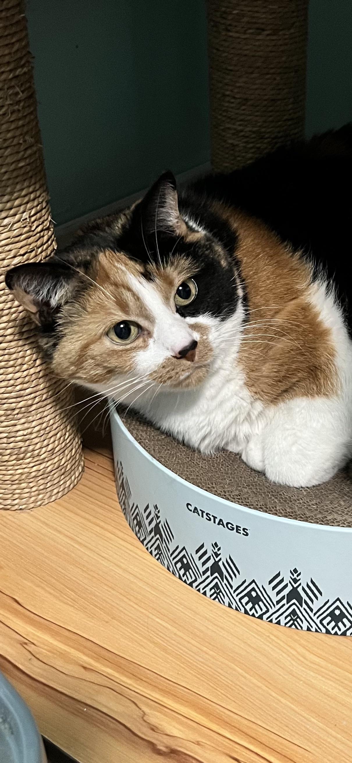 Enlarge Ember, a ADOPTABLE Calico in Holland, MI image 2/2
