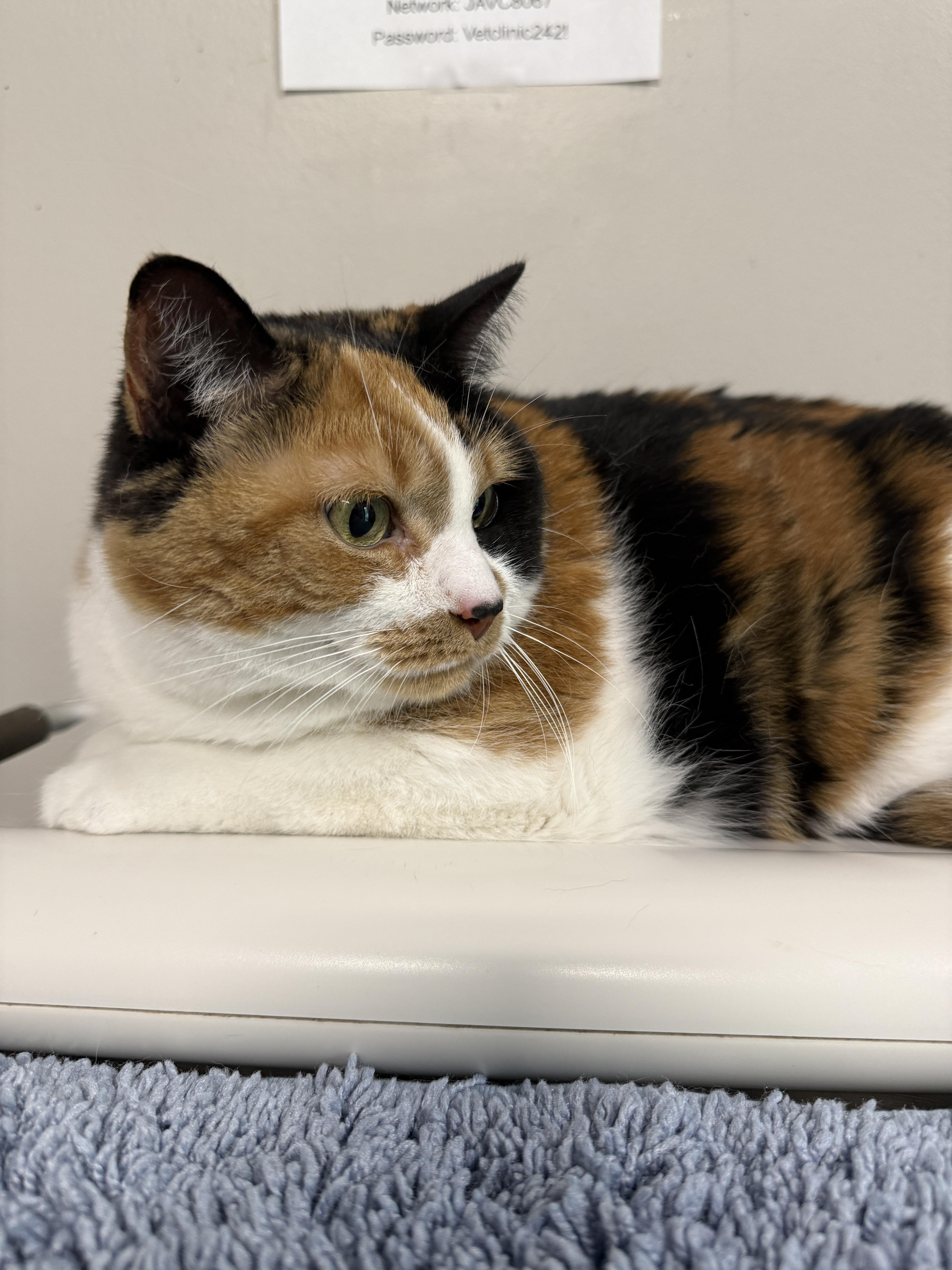 Ember, an adoptable Calico in Holland, MI image 4/4