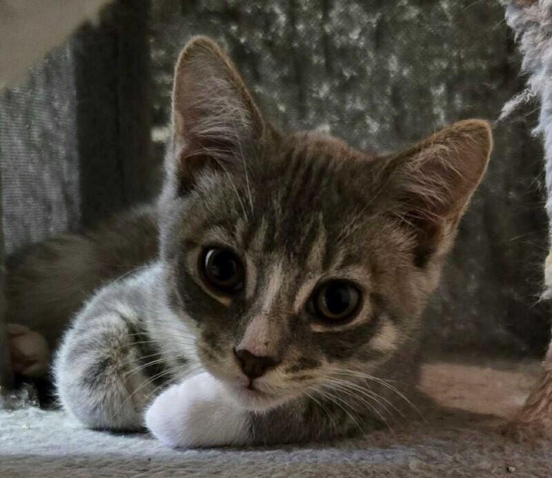 Enlarge Pono , an adopted Domestic Short Hair in Saint Charles, MO image 1/1