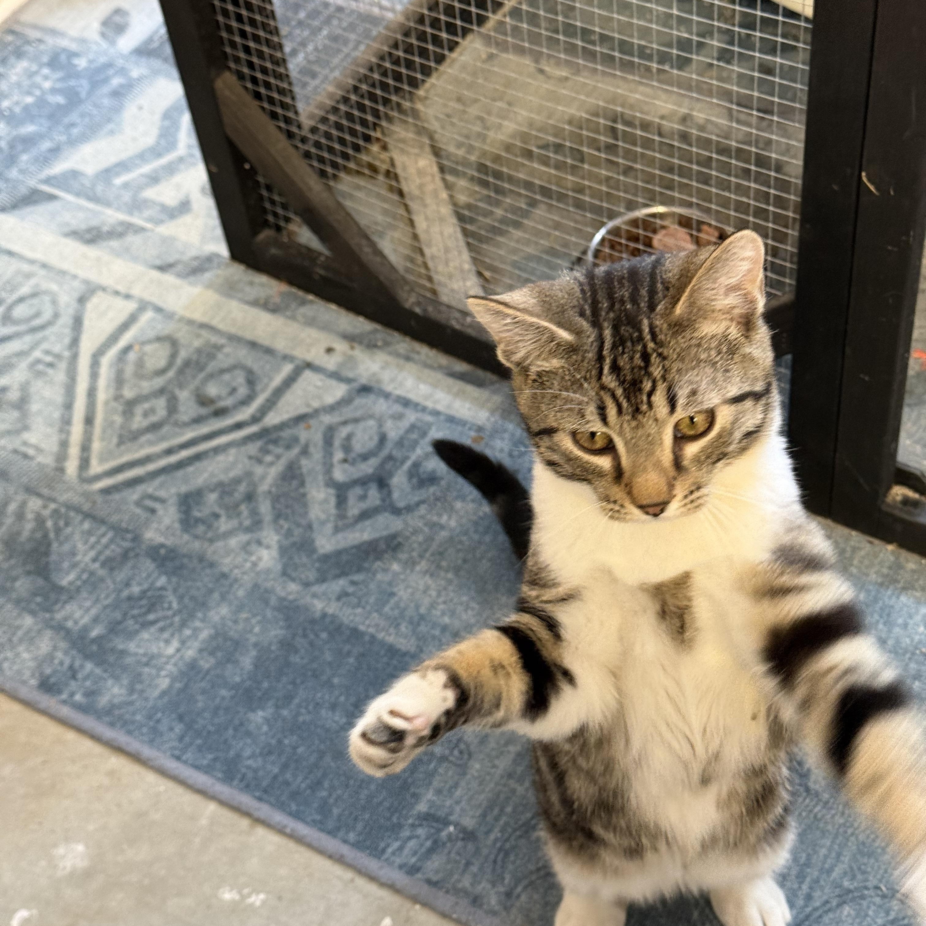 Jerome , an adopted Tabby in Memphis, TN image 5/5