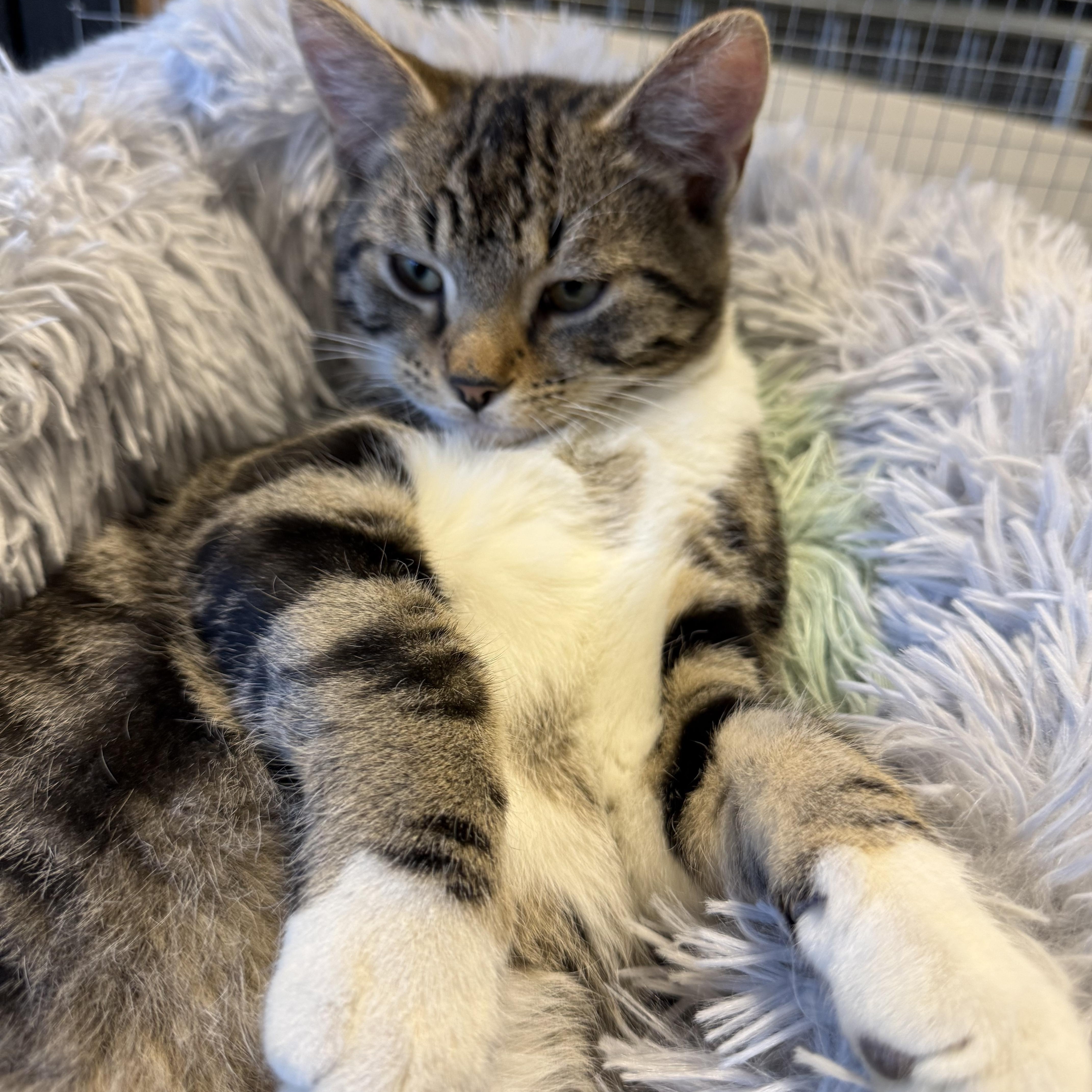 Jerome , an adopted Tabby in Memphis, TN image 2/5