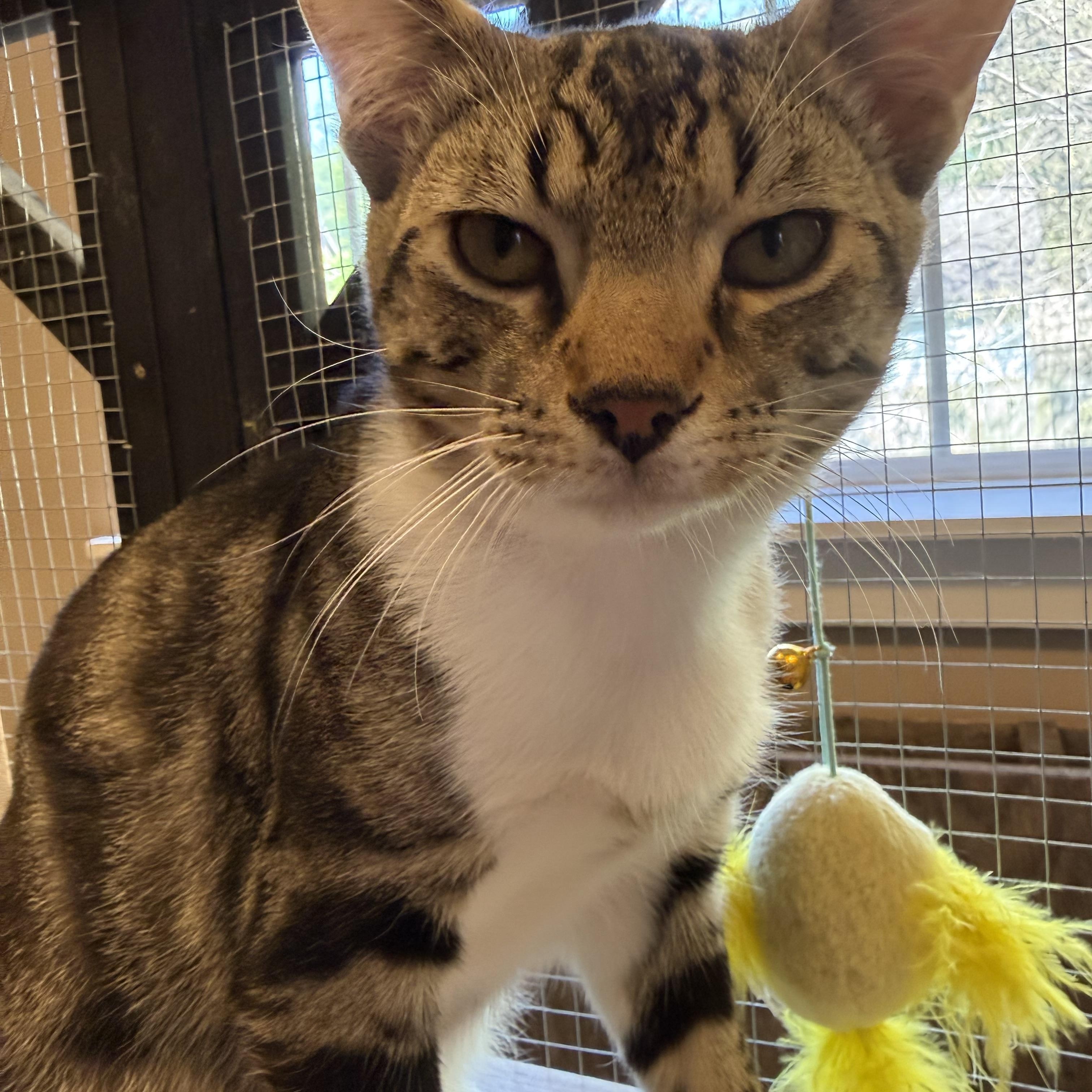 Jerome , an adopted Tabby in Memphis, TN image 4/5