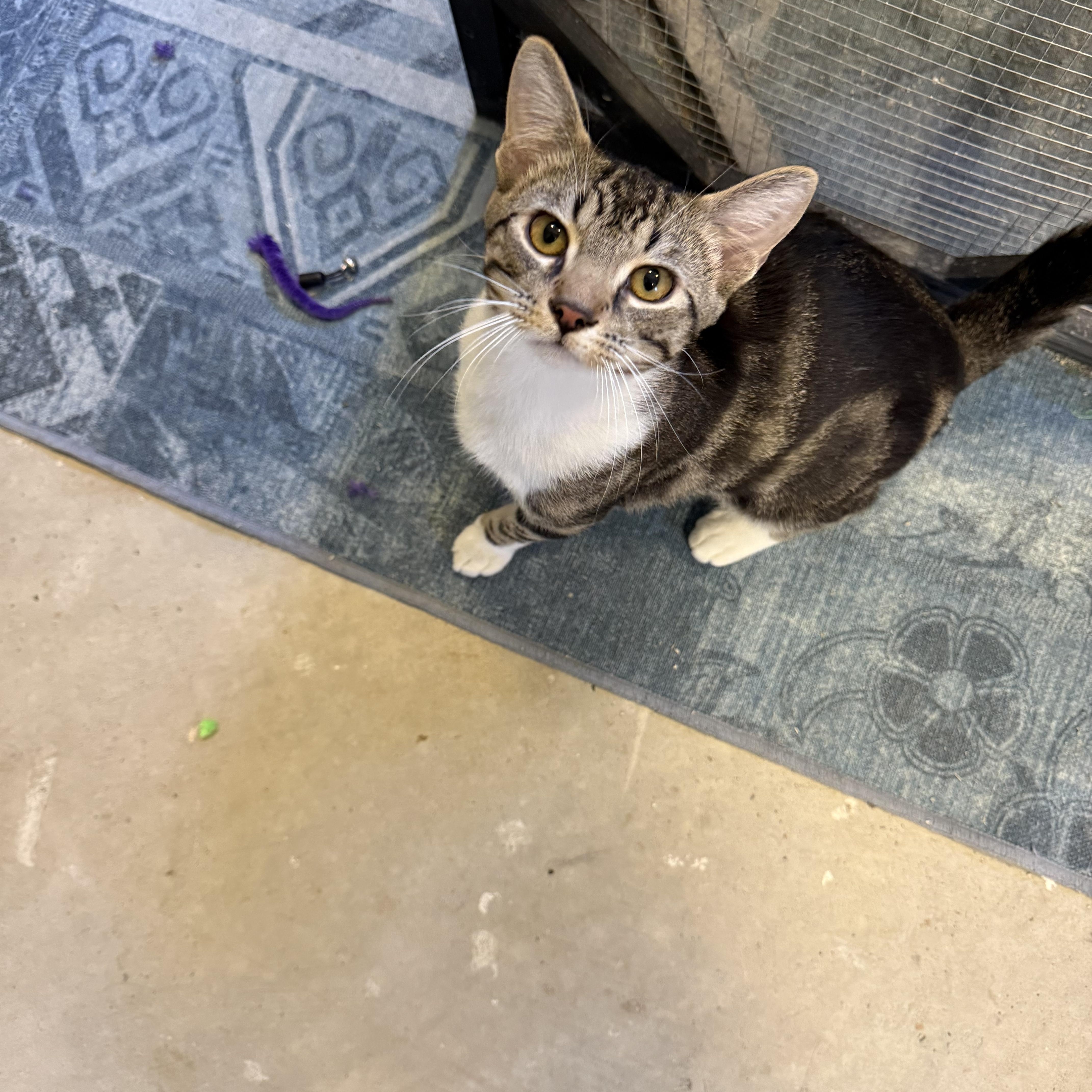 Jerome , an adopted Tabby in Memphis, TN image 3/5