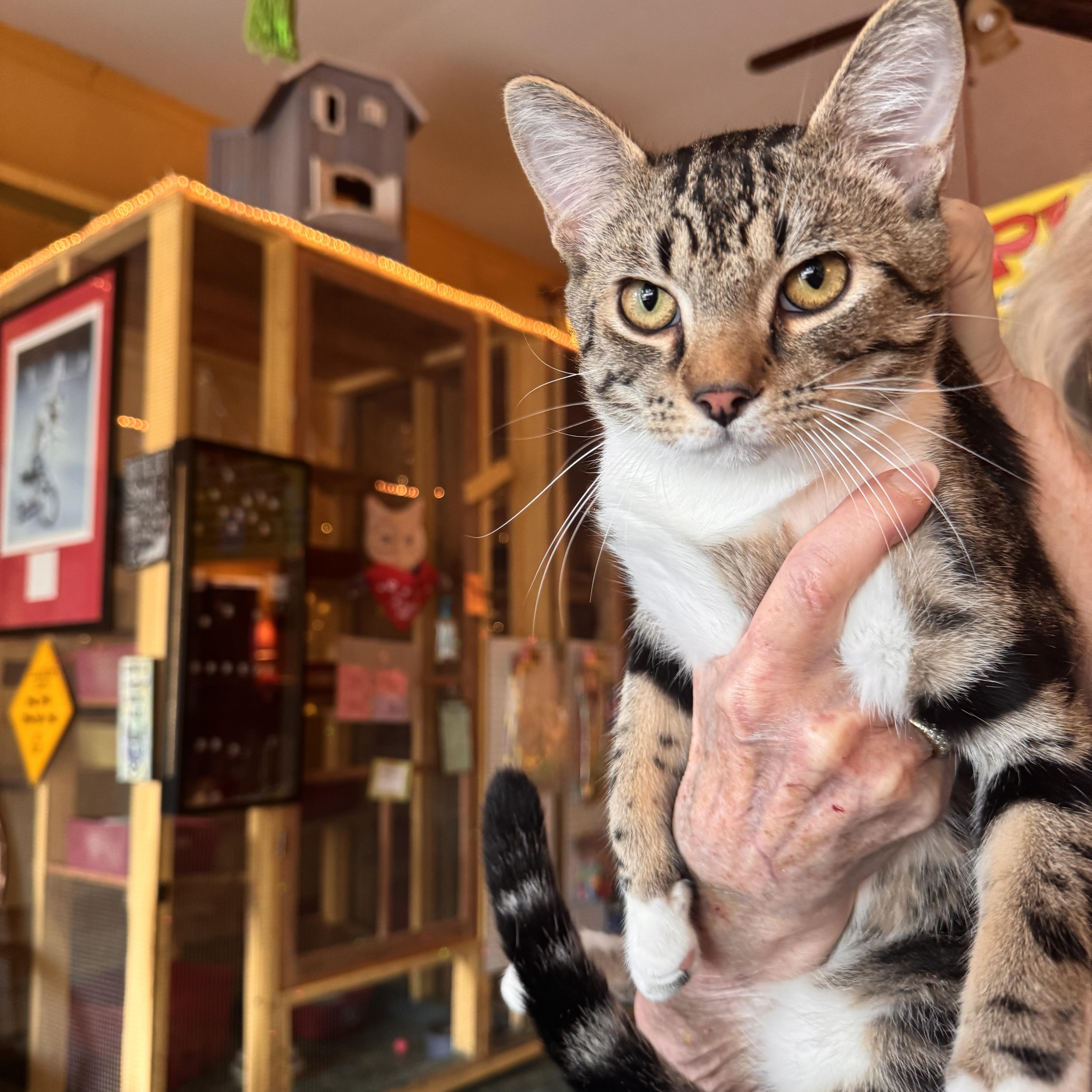 Jerome , adopted, Young Male Tabby.