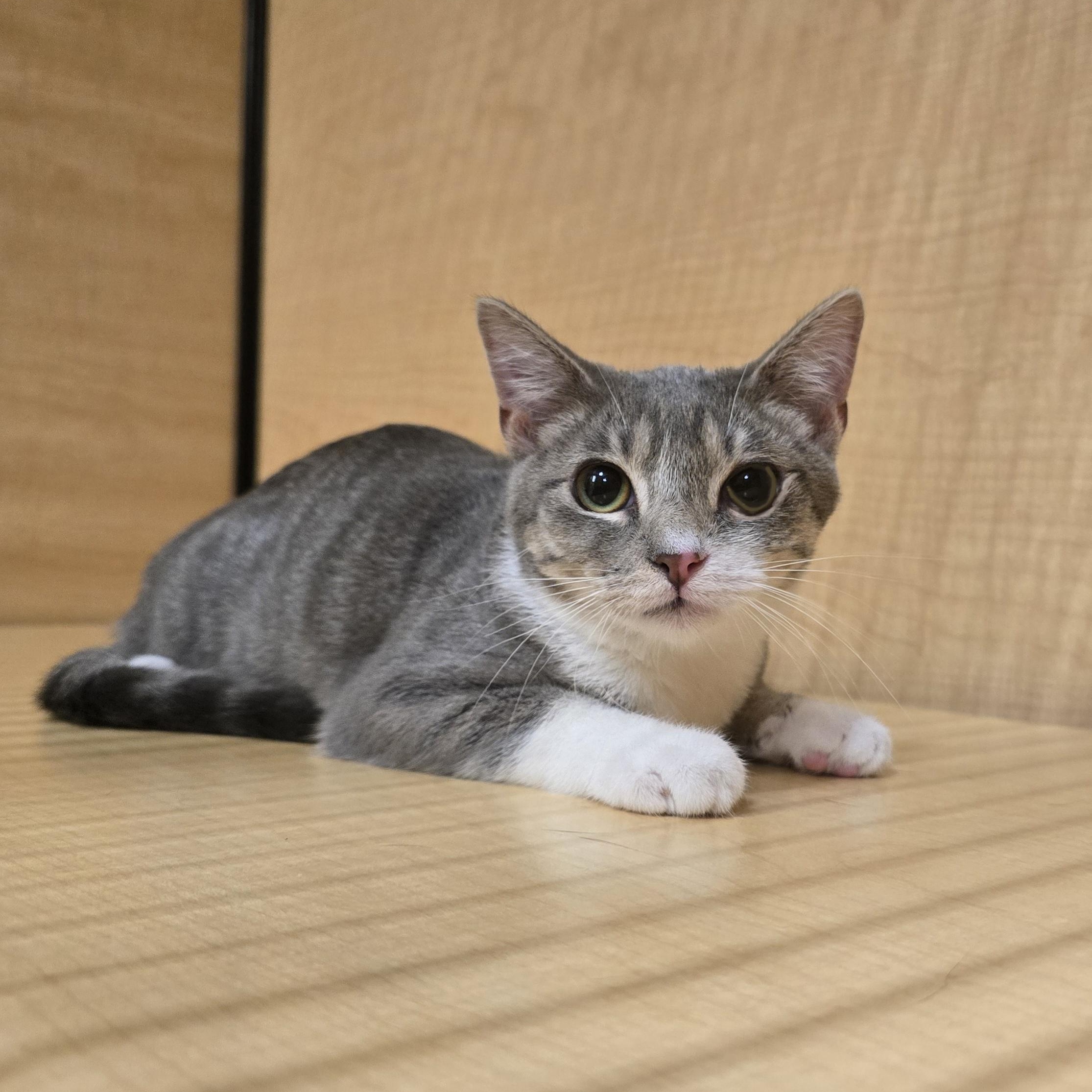 Rico, Adoptable, Kitten Male Domestic Short Hair.