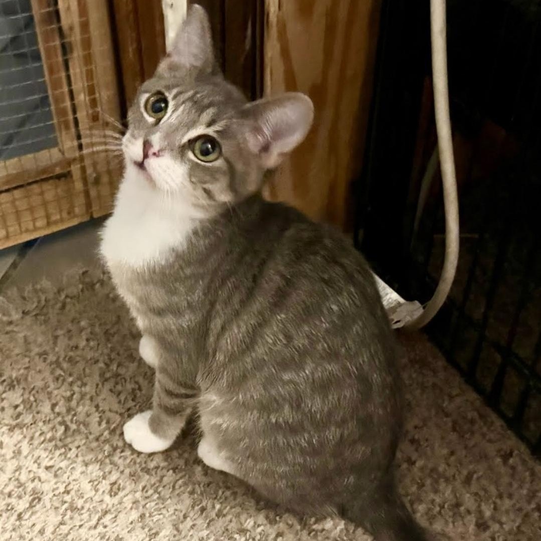 Enlarge Rico, a Adoptable Domestic Short Hair in Warr Acres, OK image 2/2