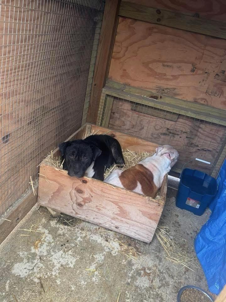 Enlarge Bradford, a Adoptable mixed breed in Florissant, MO image 1/4