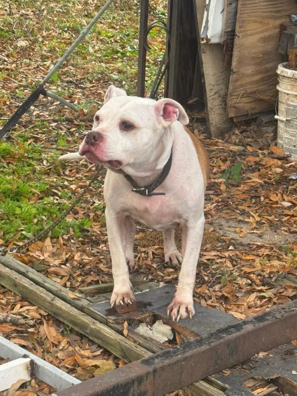 Bradford, Adoptable, Adult Male Pit Bull Terrier & American Staffordshire Terrier.