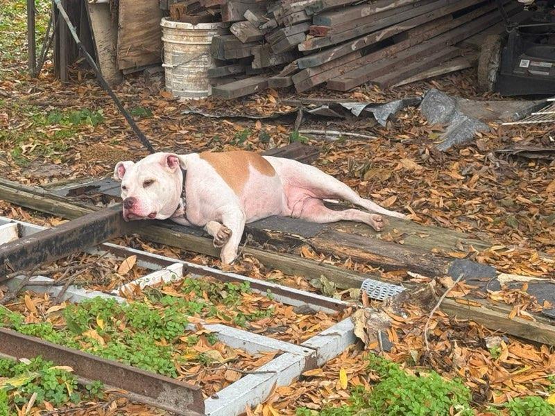 Enlarge Bradford, a Adoptable mixed breed in Florissant, MO image 2/4