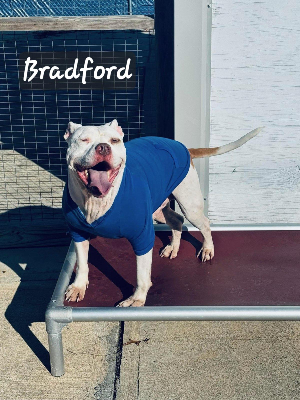 Enlarge Bradford, a Adoptable mixed breed in Florissant, MO image 4/4