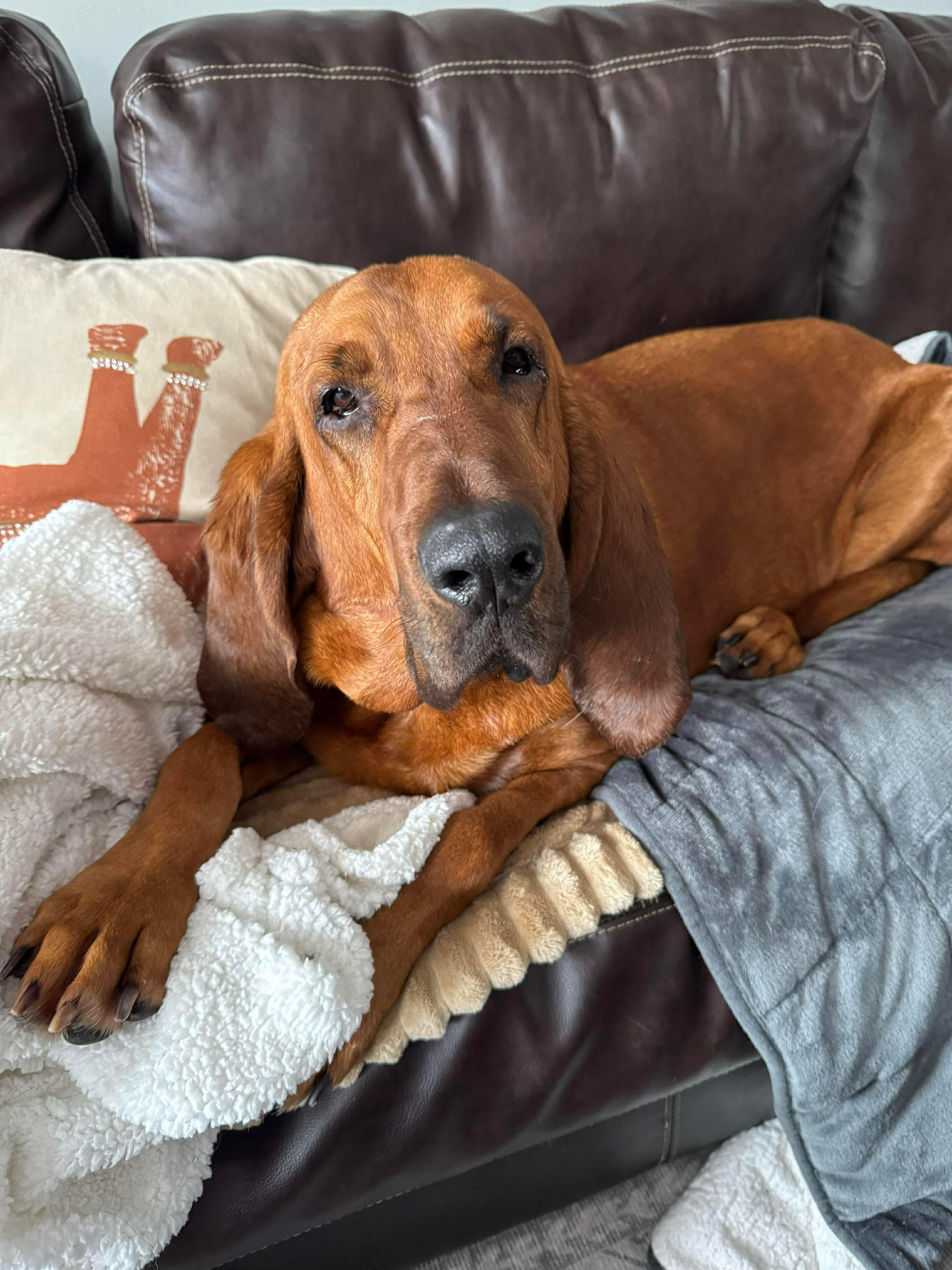 Leroy , Adoptable, Adult Male Mixed Breed.