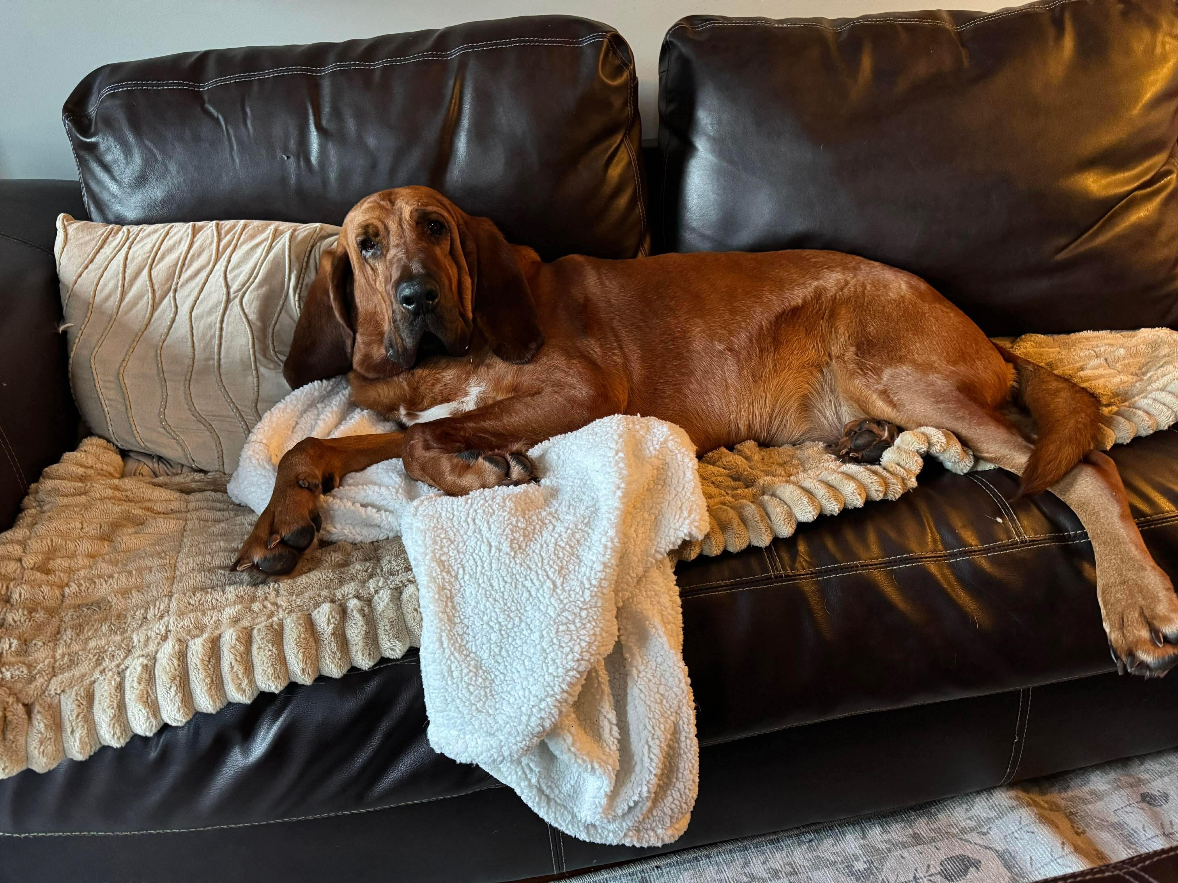 Enlarge Leroy , a Adoptable Mixed Breed in Argyle, NY image 3/6