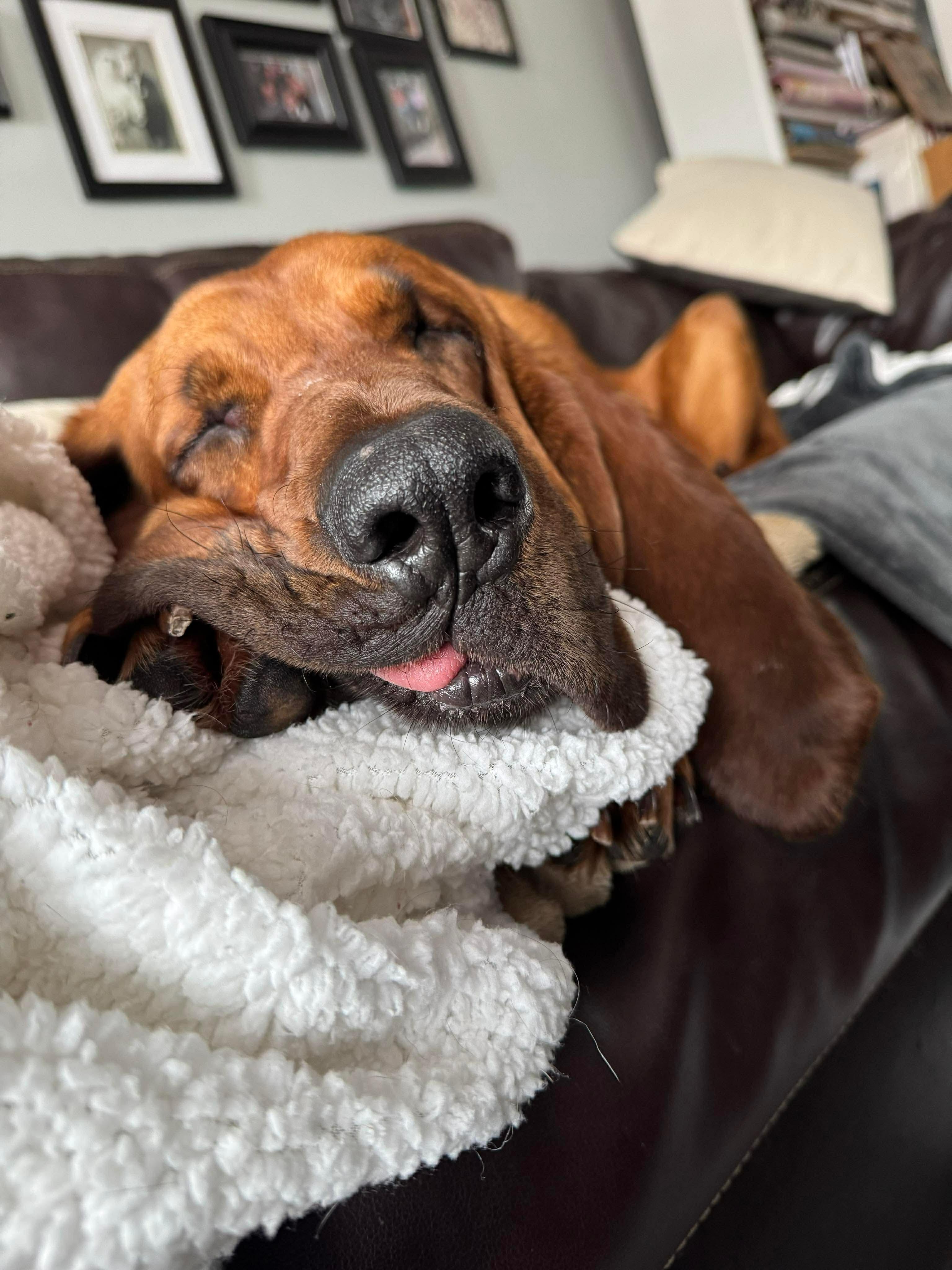 Enlarge Leroy , a Adoptable Mixed Breed in Argyle, NY image 2/6
