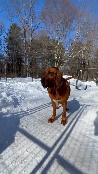 Enlarge Leroy , a Adoptable Mixed Breed in Argyle, NY video 6/6