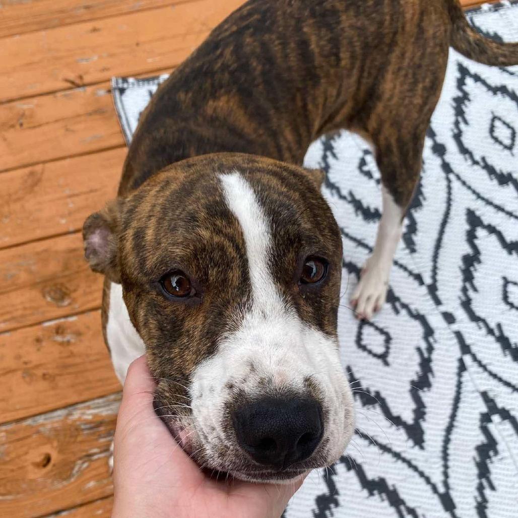 Enlarge Puppers, a Adoptable Mixed Breed in Red House, WV image 1/1