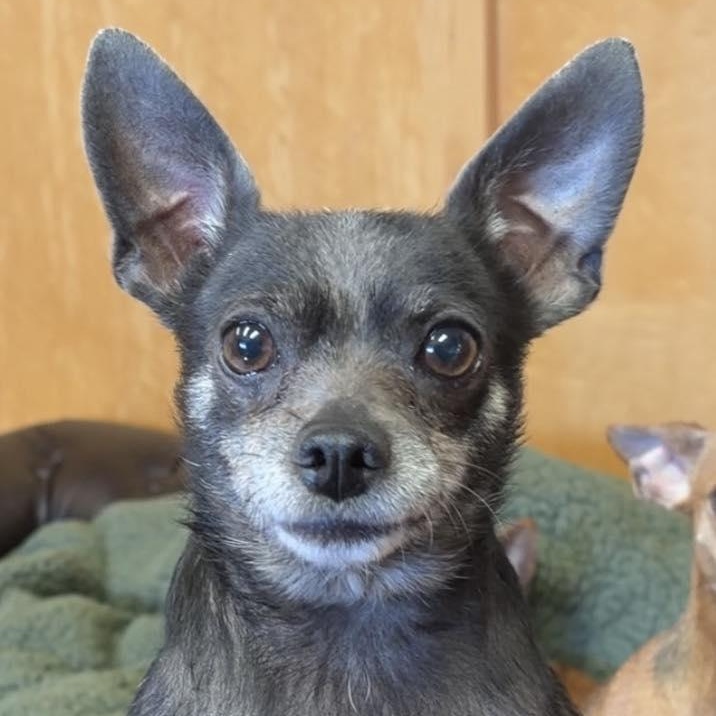 Butterball, ADOPTABLE, Senior Female Chihuahua.