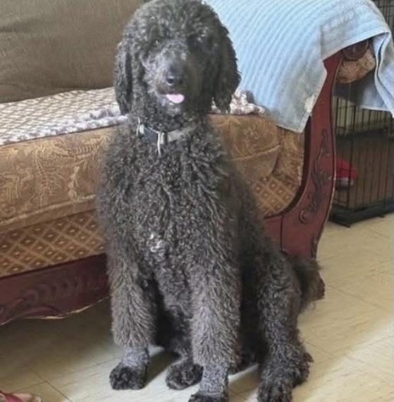 Ashley, an adoptable Labradoodle in Santa Rosa, CA, 95403 | Photo Image 1