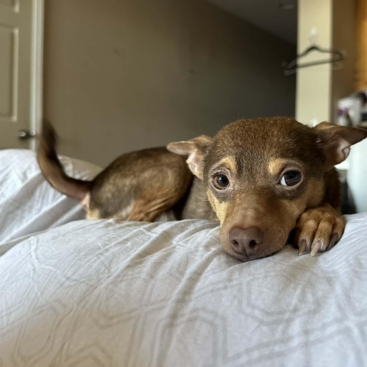 Holly, adopted, Adult Female Chihuahua & Miniature Pinscher.