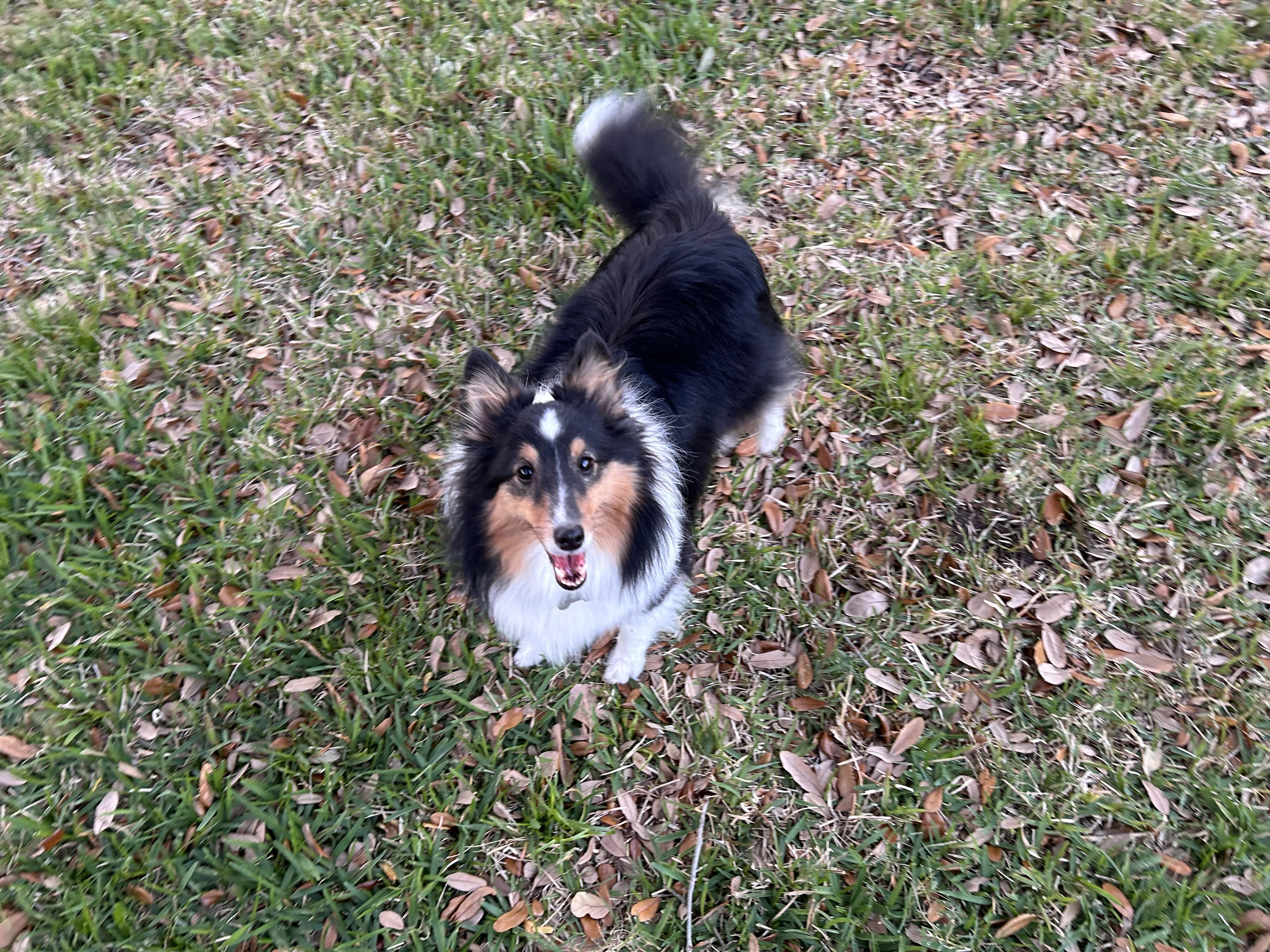 Enlarge Gizmo, a Adoptable Shetland Sheepdog / Sheltie in Palm Bay, FL image 1/3