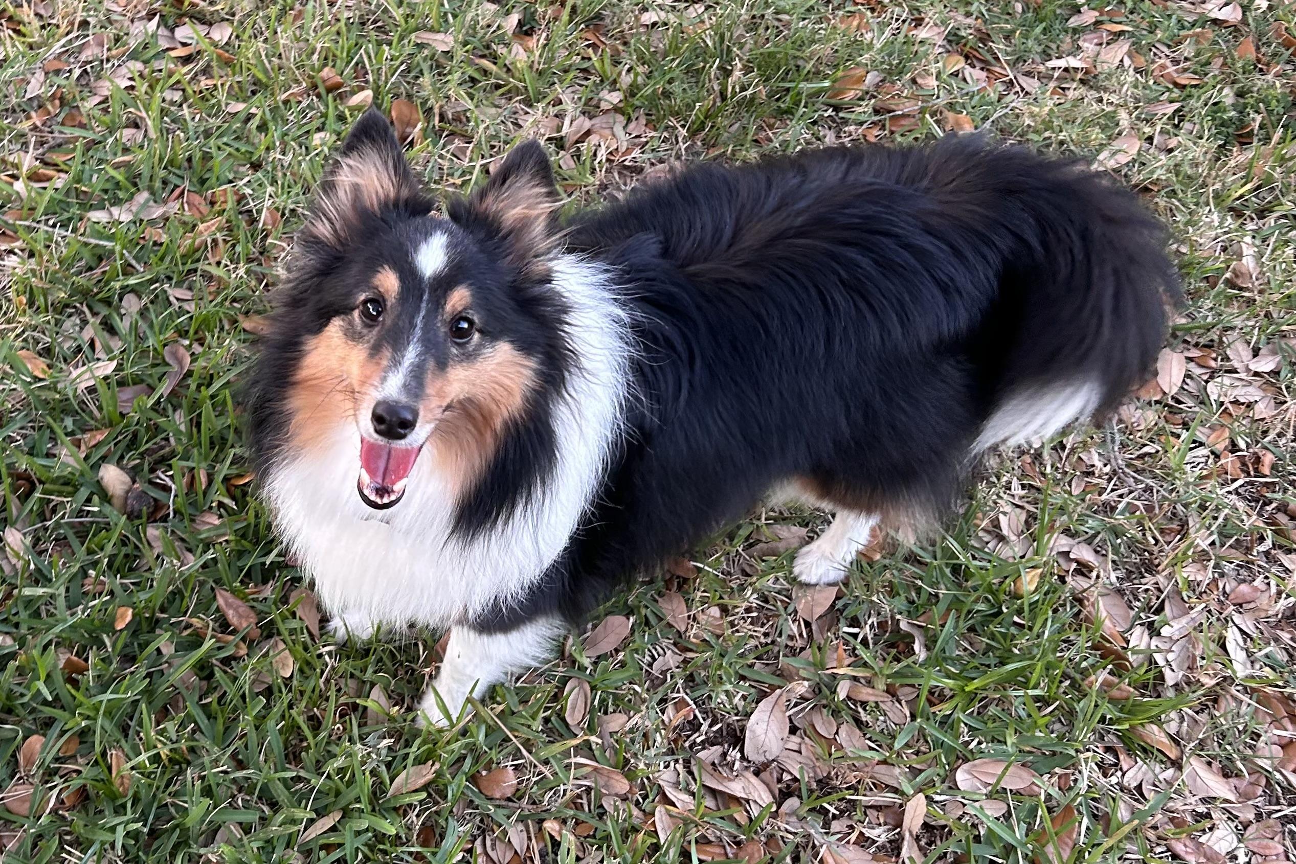 Enlarge Gizmo, a Adoptable Shetland Sheepdog / Sheltie in Palm Bay, FL image 2/3