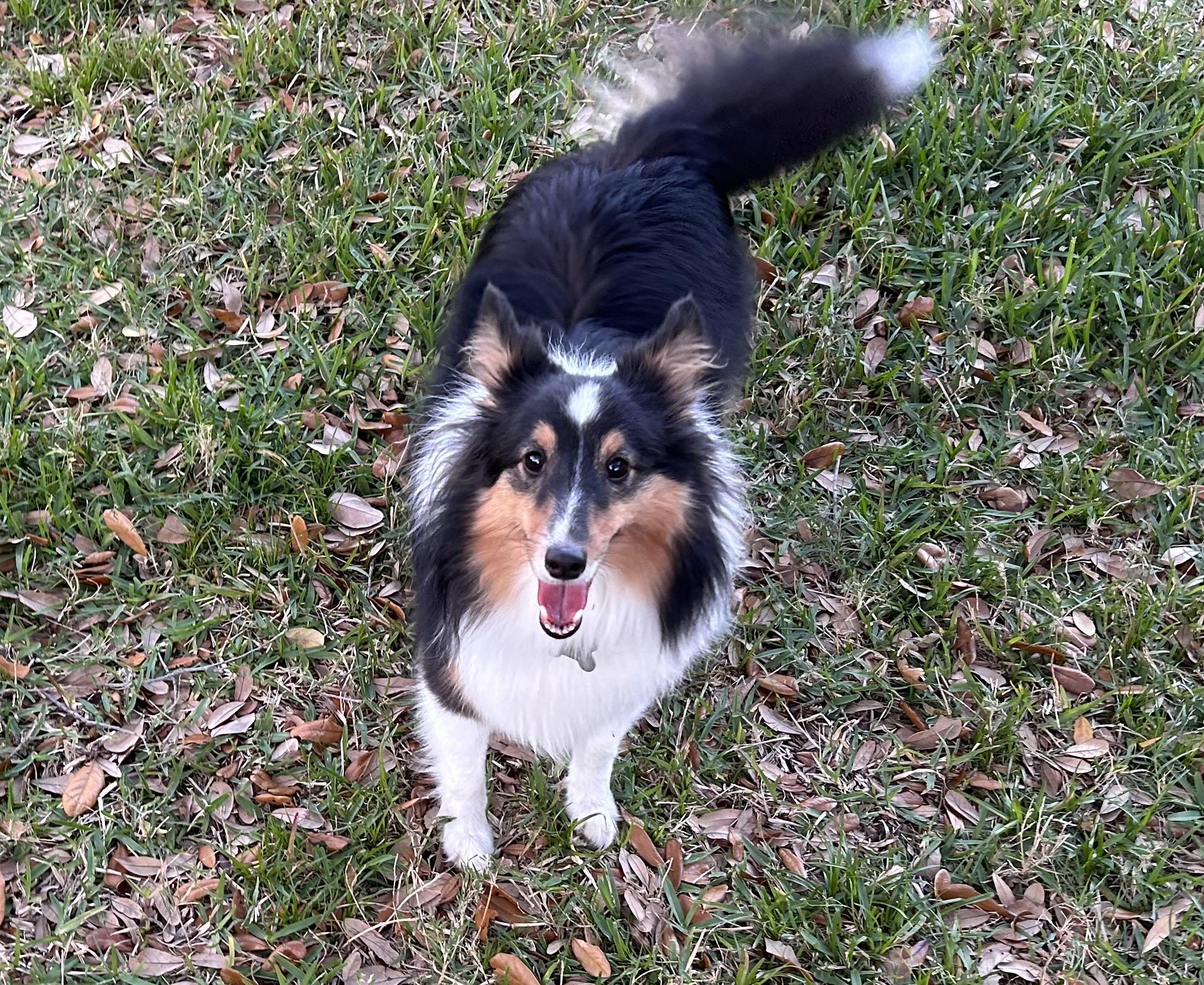 Enlarge Gizmo, a Adoptable Shetland Sheepdog / Sheltie in Palm Bay, FL image 3/3