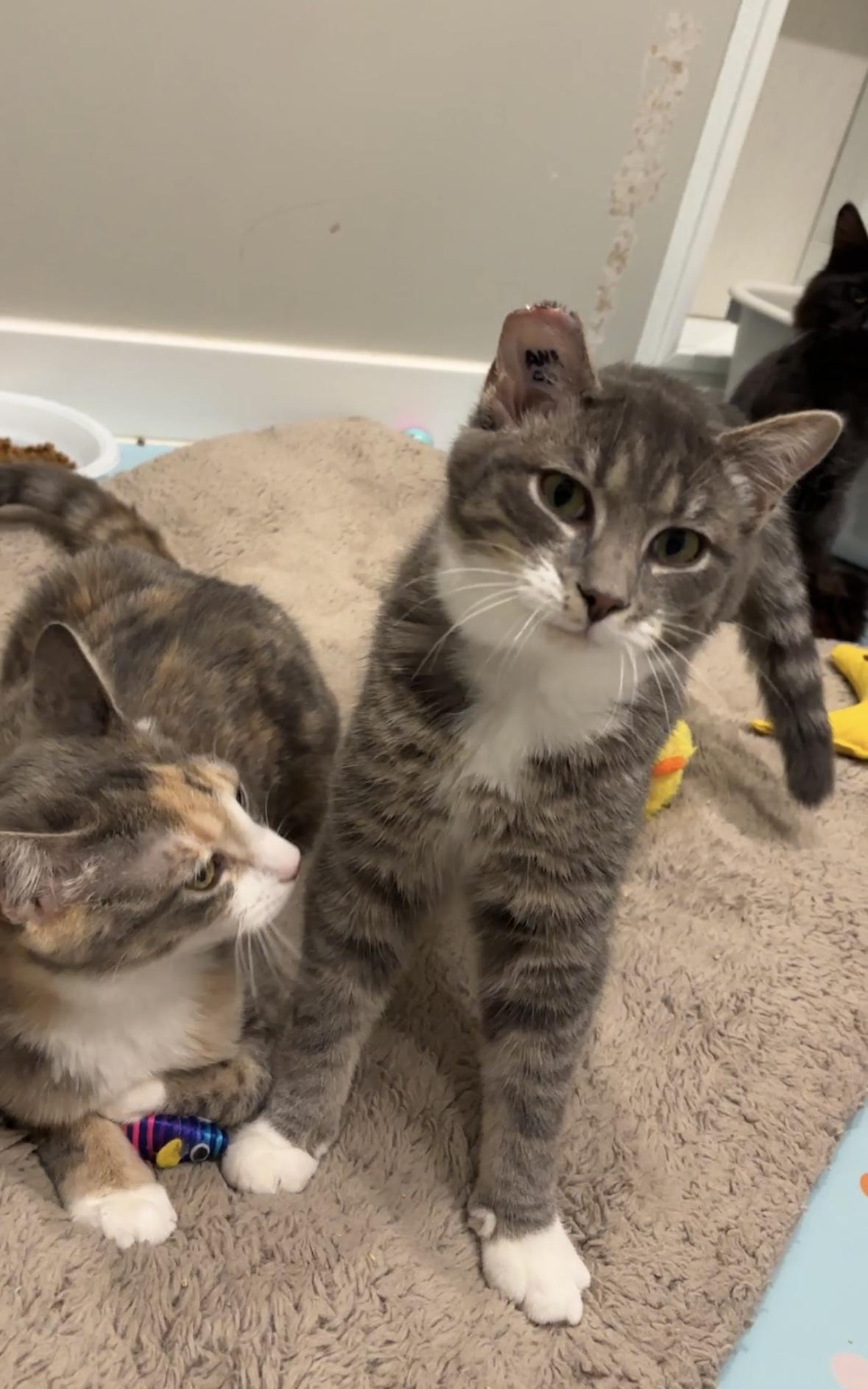 Mr. Heckles , adopted, Kitten Male Domestic Short Hair.