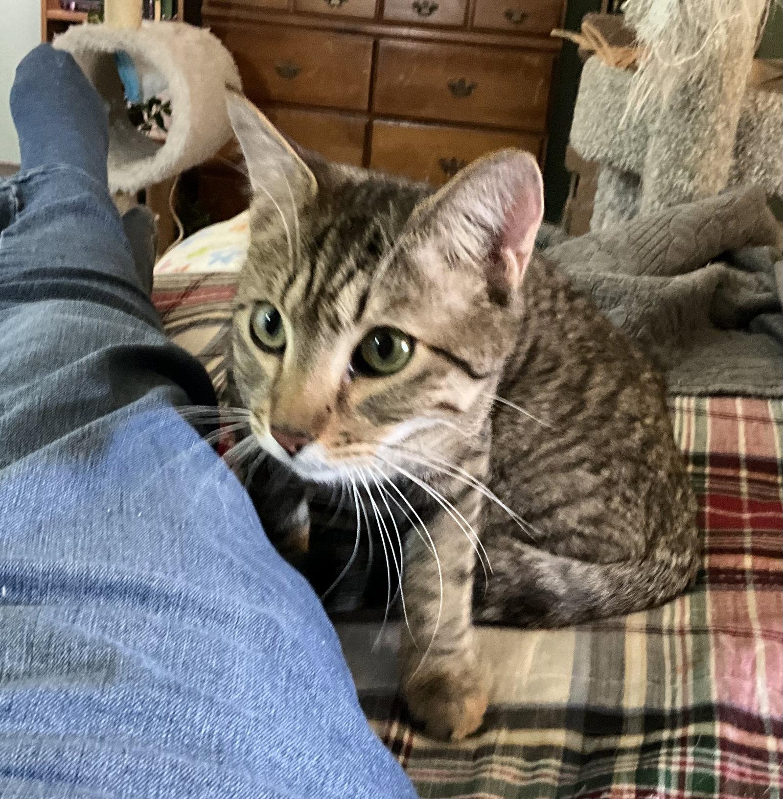 Patter, Adoptable, Adult Male Domestic Short Hair.