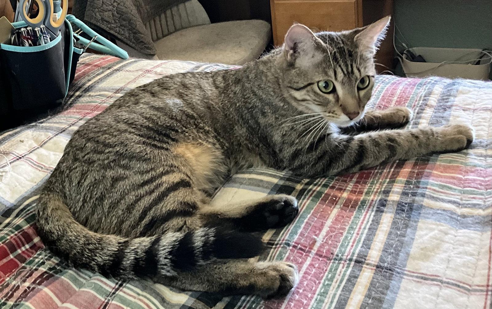 Enlarge Patter, a Adoptable Domestic Short Hair in Phoenix, AZ image 2/2