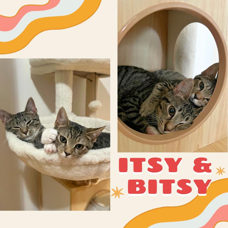Itsy and Bitsy!