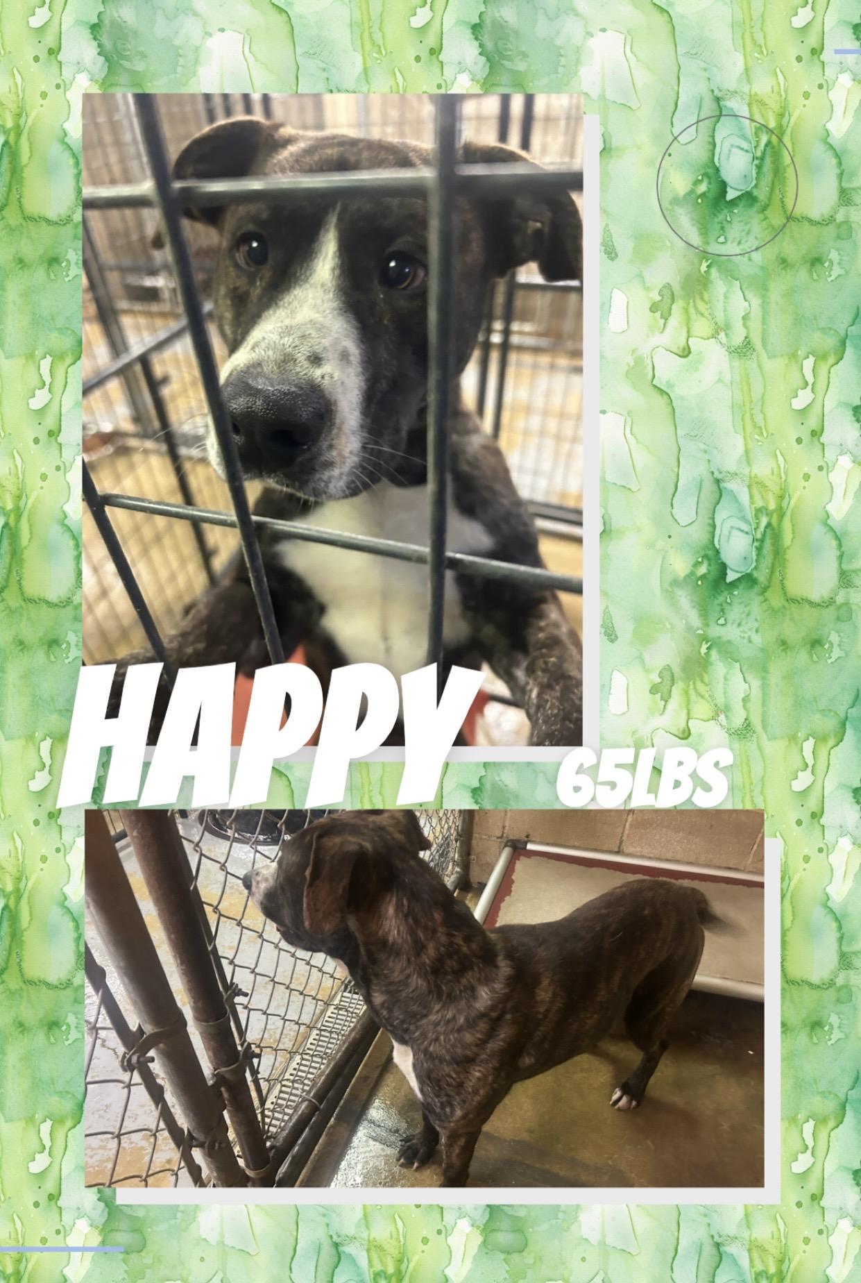 Enlarge Happy, an adopted mixed breed in McArthur, OH image 1/1