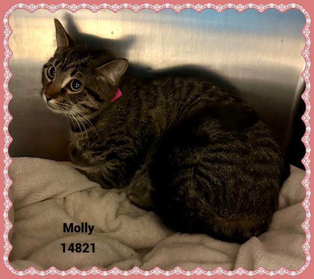 Enlarge MOLLY see also LILY, a Adoptable mixed breed in Marietta, GA image 2/5