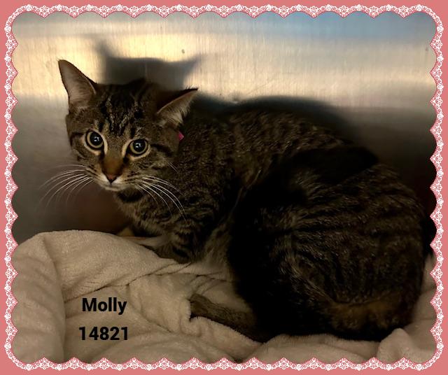 MOLLY see also LILY, Adoptable, Young Female Domestic Short Hair & Tabby.
