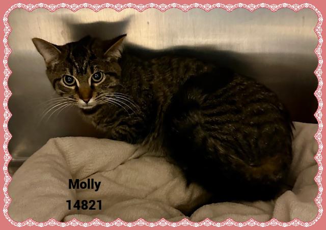 Enlarge MOLLY see also LILY, a Adoptable mixed breed in Marietta, GA image 4/5